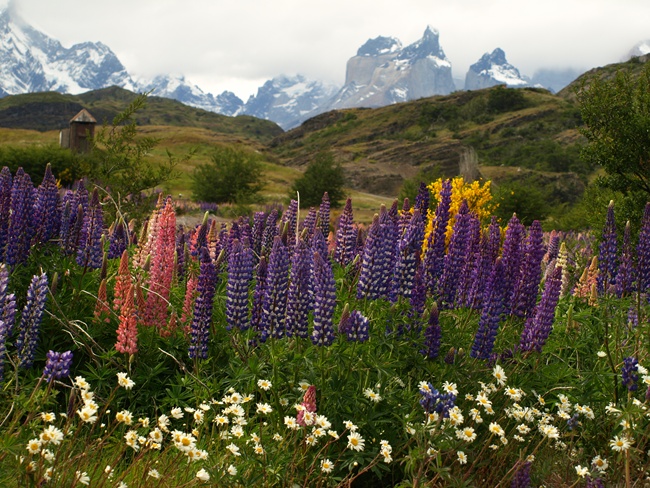 ../../Pictures/240110/010 Torres del Paine.JPG